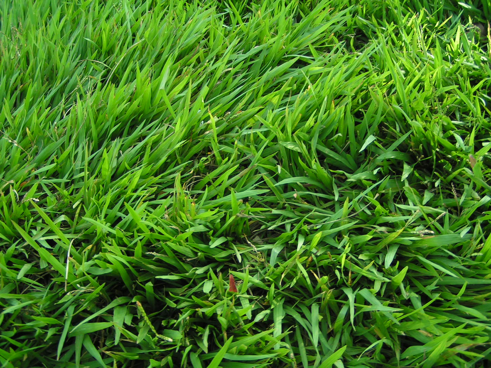 Tetap Segar dengan Rumput Hidup di Halaman  Rooang.com
